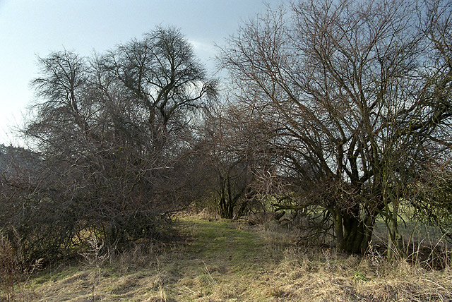 Under "Vlho" - smaller format