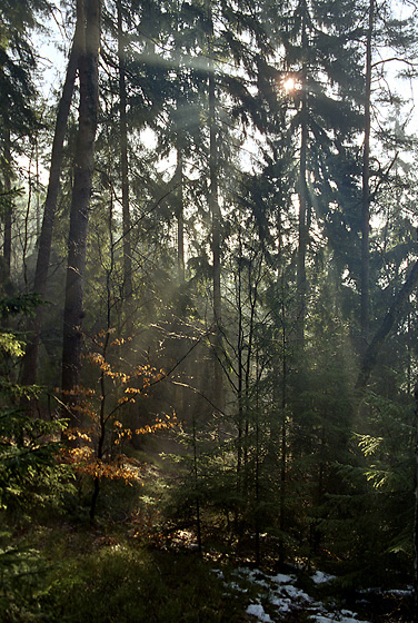 Misty forest - smaller format