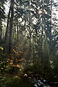 Misty forest - main link