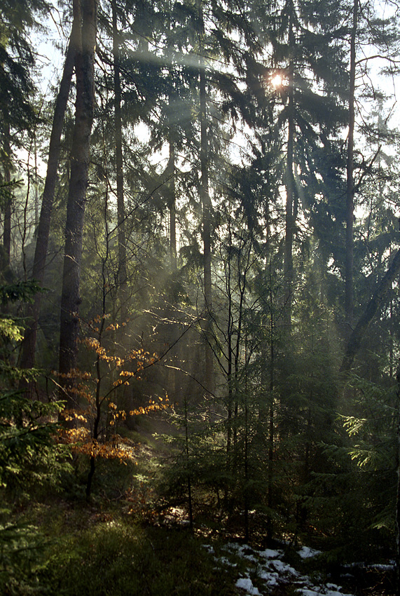 Misty forest - larger format