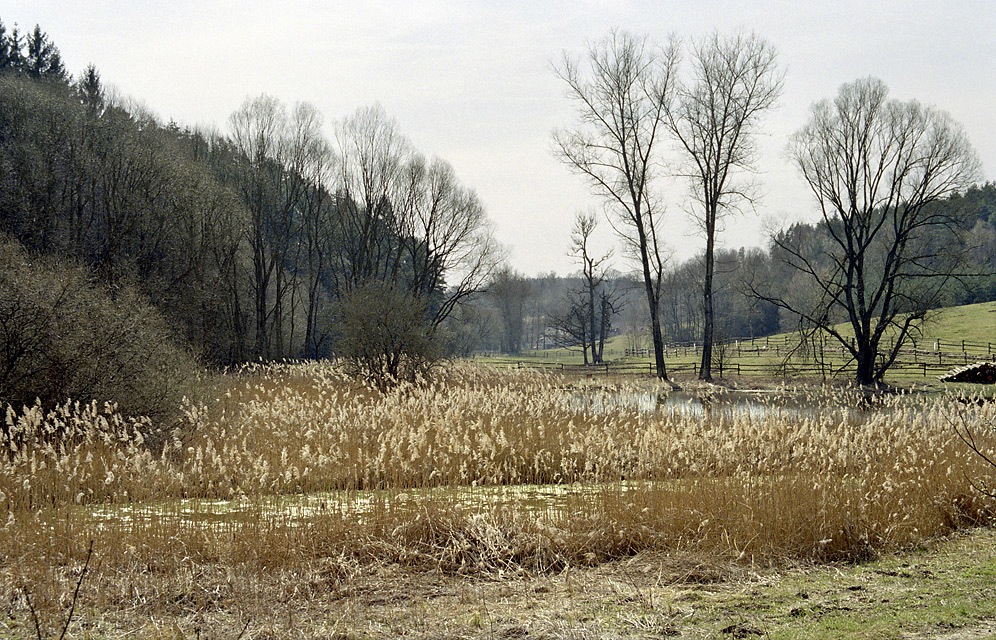 Pond near "Pavliky" - larger format