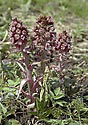 Butterbur - main link