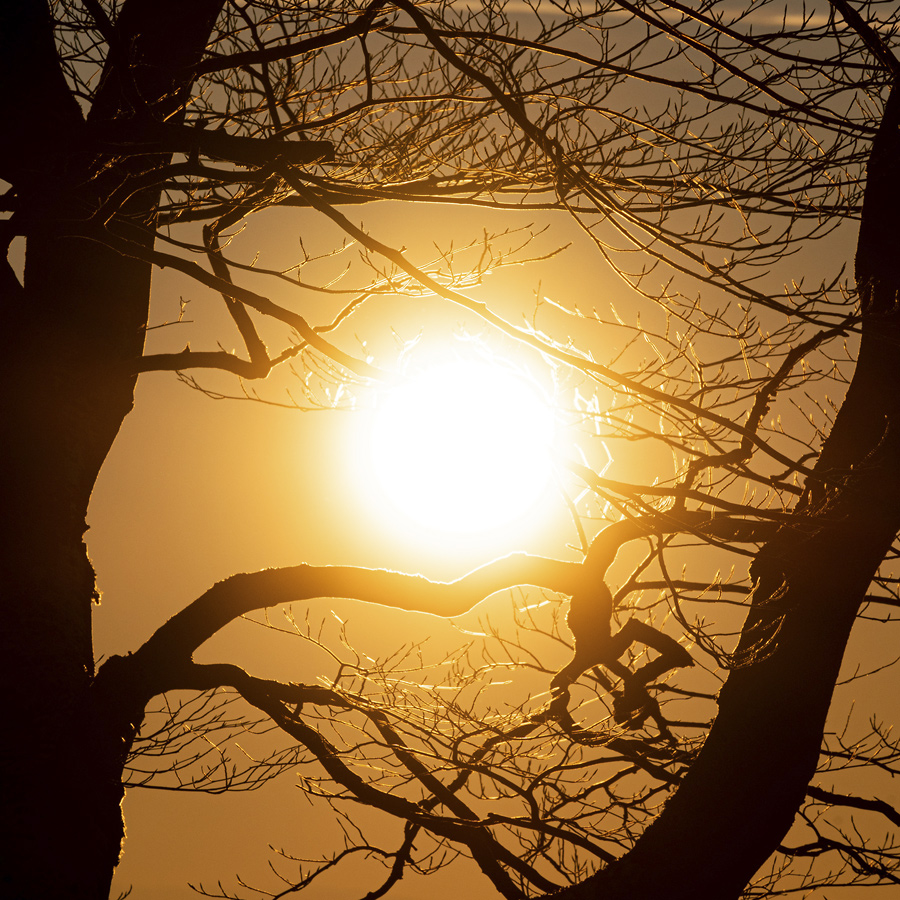 The Sun in branches - larger format